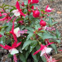 フクシア,ブラキカム,イペー,キウイフルーツの蕾,２０２０年５月同期の画像