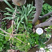 クリンソウ,スノードロップ,セツブンソウ,原種チューリップ　レディジェーン,黄花カタクリの画像