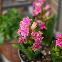 チューリップ,ヒヤシンス,マリーゴールド,お花,種まきの画像