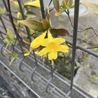 カロライナジャスミンの画像