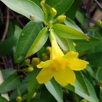 カロライナジャスミン,地植え,ビタミンカラー,かわいい花,春の訪れの画像