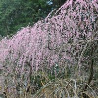 枝垂れ梅,しだれ梅,枝垂れ梅♡,龍尾神社 梅,龍尾神社 梅(1)の画像