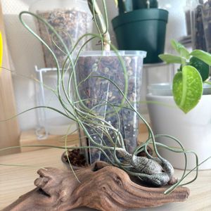 チランジア　ブッツィ,観葉植物,初心者,エアープランツ/チランジアの画像