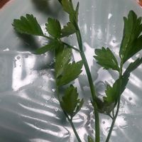 セリの画像