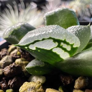 多肉植物,ハオルチア属,ハオルシア属     ,多肉中毒,ガチンコハオルチアクラブの画像