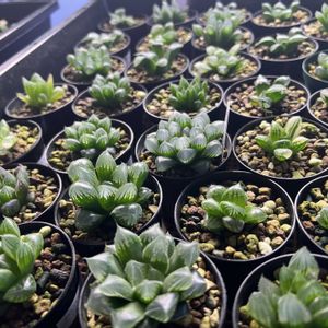 多肉植物,ハオルチア属,ハオルシア属     ,多肉中毒,ガチンコハオルチアクラブの画像