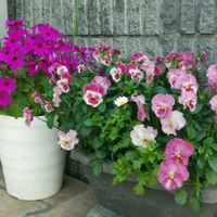 ノースポール,ビオラ,ビオラ 恋もも,サントリー　セネッティ,花のある暮らしの画像