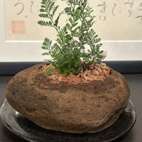 トキワシノブの画像