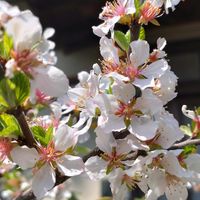 ニワザクラ,ヒメリンゴ,ユスラウメ,アーモンド,山野草の画像