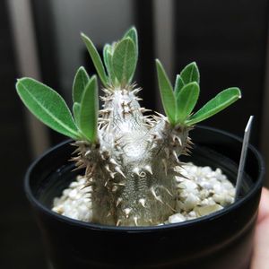 パキポディウム,パキポディウム　恵比寿大黒,多肉植物,観葉植物,塊根植物の画像
