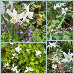 フランネルフラワー,ペラルゴニウム,スイセン　タリア,スイセン　タリア,プラティア アングラータの画像
