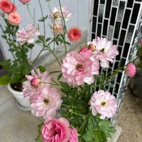 ラナンキュラス　ラックス,ラナンキュラス　ラックス　エリス,ラナンキュラス　ラックス　ヴィーナス,お花,springの画像
