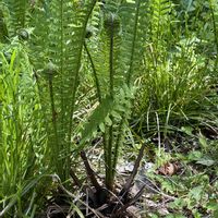 クサソテツの画像