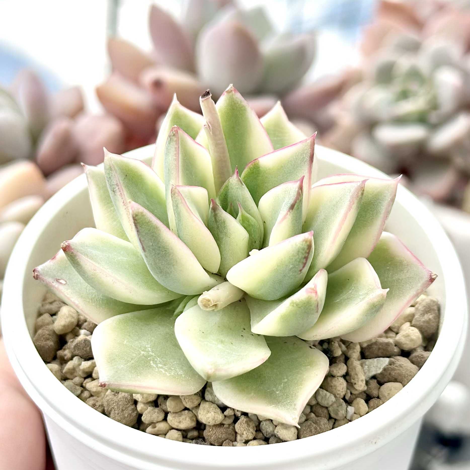 ザラゴーサ sp ノバの一覧｜🍀GreenSnap（グリーンスナップ）