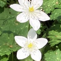 ニリンソウ,山野草,目黒自然教育園,自然教育園,Juneの会の画像