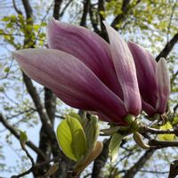 スイレン,モクレン,バイカカラマツ,サラサモクレン,睡蓮(すいれん)の画像