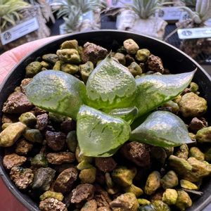 多肉植物,ハオルチア属,ハオルシア属     ,多肉中毒,ガチンコハオルチアクラブの画像