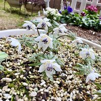 セツブンソウ,ガーデニング,山野草,花のある暮らし,花が好きの画像