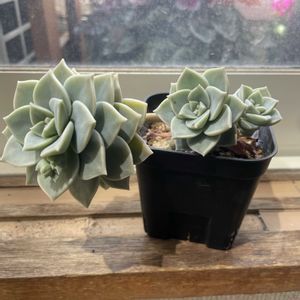 薄氷,グラプトベリア  薄氷,多肉植物,グラプトベリア属,暴れ多肉の画像