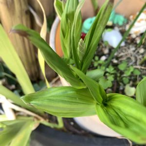 シラン,シラン,シラン,花芽,可愛いの画像