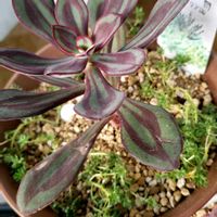 セダム,エケベリア,紅司,多肉植物の画像