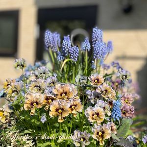 ムスカリ,石川園芸 レディ,ビオラ　レディ,寄せ植え,ナチュラルガーデンの画像