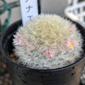 カルメナエ,マミラリア カルメナエ,サボテンの花,平和を願う,戦争反対の画像