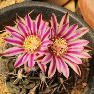 縮玉,サボテンのつぼみ,サボテン科,サボテンの花,ゴスるん花の画像