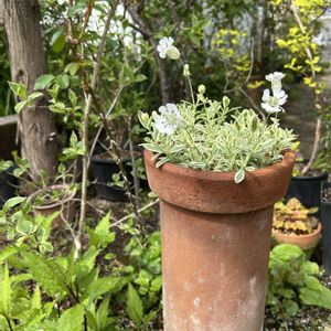 ビオラ,白い花,シェードガーデン,清楚な白いお花,土管の画像