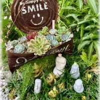 火祭り,センペル,秋麗,ノコギリ草,地植えの画像
