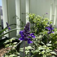 アガパンサス,サルビア,ブルーベリー,アメジストセージ,青い花が好きの画像
