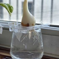 チューリップ,チューリップ,水耕栽培,ベランダ,庭の画像