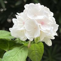 アジサイ,紫陽花,山紫陽花,山あじさい,ヤマアジサイ✴︎の画像