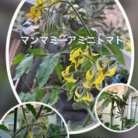 ミニトマト,ミニトマト マンマミーア,水耕栽培,種から,無農薬野菜の画像
