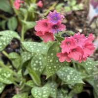 プルモナリア,プルモナリア,プルモナリア シュリンプオンザバービー,プルモナリア　シュリンプオンザバービー,手作りの庭の画像