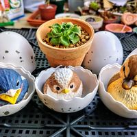 スイセン,レミーマルタン,アエオニウム,꒰ღ˘◡˘ற꒱かわゅ~,王冠ラベルの画像