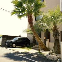 植栽,街の植栽,植物写真,植物散歩,植物散策の画像