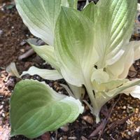 ギボウシ,ギボウシ（ホスタ）,ギボウシ 斑入り,ギボウシの葉,お花の画像