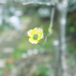 ヤマボウシ,シンボルツリー,庭の画像