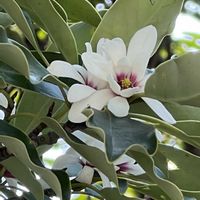 モクレン,オガタマノキ,今日のお花,皇居東御苑,白い水曜日♡の画像