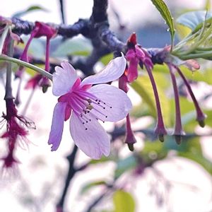 オカメザクラの画像