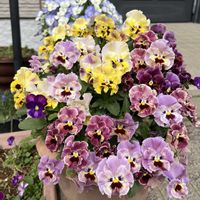 パンジー,かわいい,鉢植え,花のある暮らし,咲いてくれてありがとう❤の画像