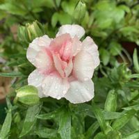 ラナンキュラスラックス アリアドネ,鉢植え,開花中の画像