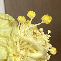 白菜,白菜の花の画像