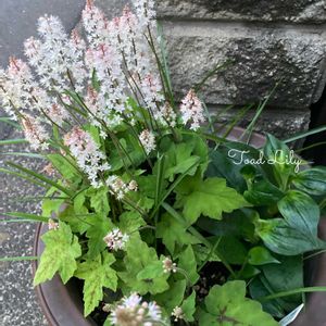 ティアレラ シルベラード,白花ホトトギス,白花 ホトトギス,シェードガーデン,小庭のある暮らしの画像