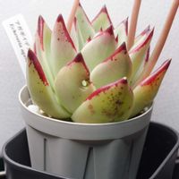 エケベリア アガボイデス ｘ コロラータ,害虫駆除,害虫被害,ヨトウムシ,穴あきの画像