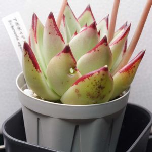エケベリア アガボイデス ｘ コロラータ,害虫駆除,害虫被害,ヨトウムシ,穴あきの画像
