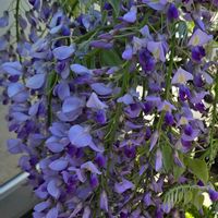 フジ,フジ,フジ,藤の花,の画像
