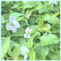 アジュガ,シロヤマブキ,山椒,さくら 桜 サクラ,繋がりに感謝✨の画像