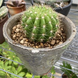 サボテン,金盛丸,エキノプシス属,2025植え替えの画像